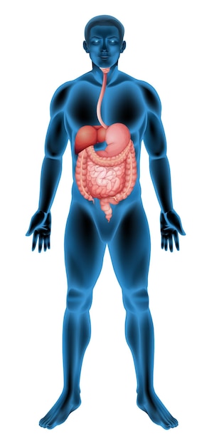 Bezpłatny wektor układ pokarmowy człowieka
