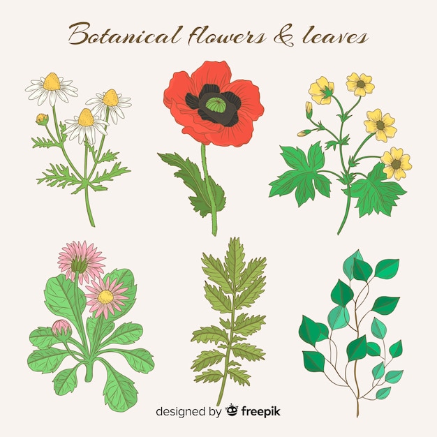 Vintage botaniczny zbiór kwiatów i liści