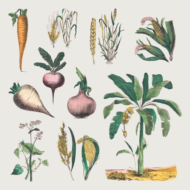 Bezpłatny wektor vintage botaniczny zestaw do druku grafiki wektorowej, remiks dzieł autorstwa marciusa willsona i na calkins
