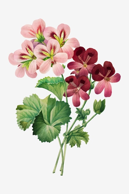 Vintage geranium wektor