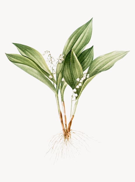 Vintage ilustracja Lily of the valley