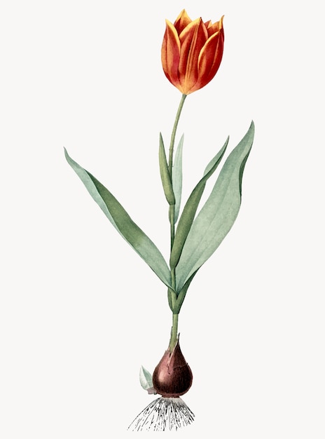Bezpłatny wektor vintage ilustracja tulipan