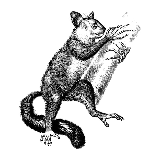 Vintage Ilustracje Aye-aye