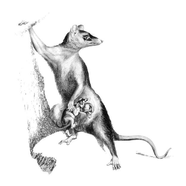 Vintage ilustracje Big-opared opossum
