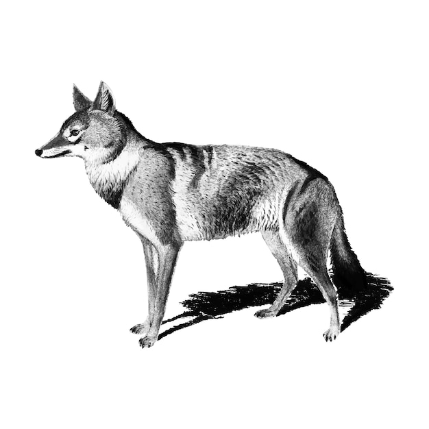 Vintage ilustracje Golden Jackal