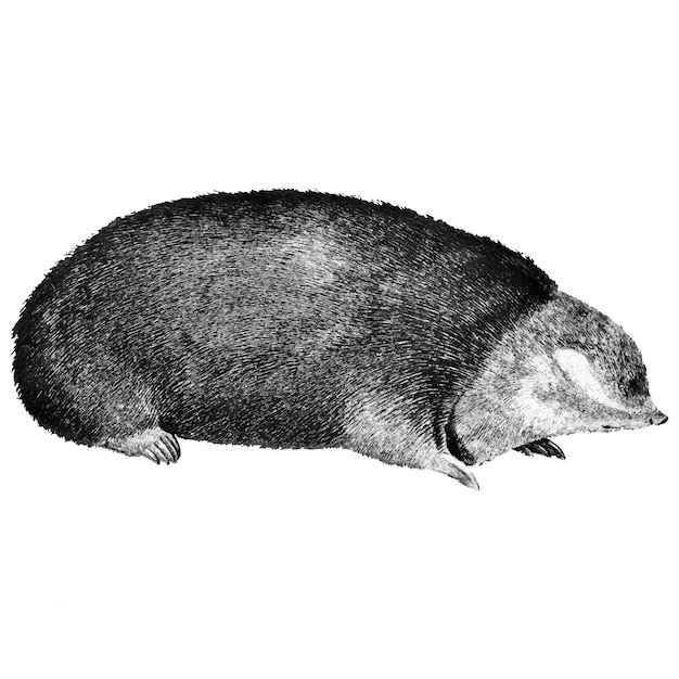 Vintage ilustracje Golden mole