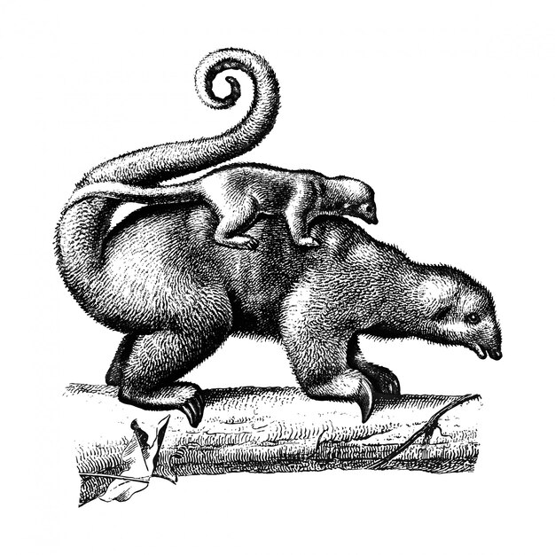 Vintage ilustracje Mrówkojady Pigmej
