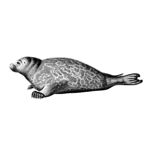Vintage ilustracje Phoca