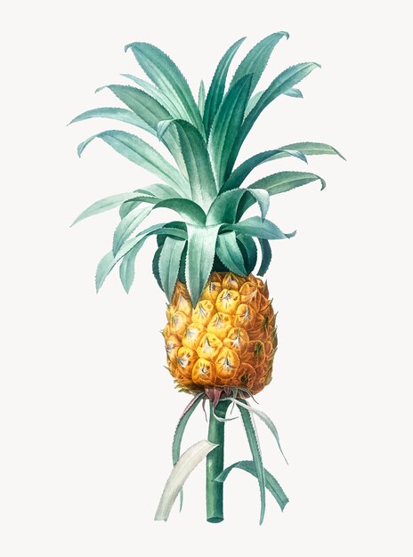 Vintage ilustracji ananasa