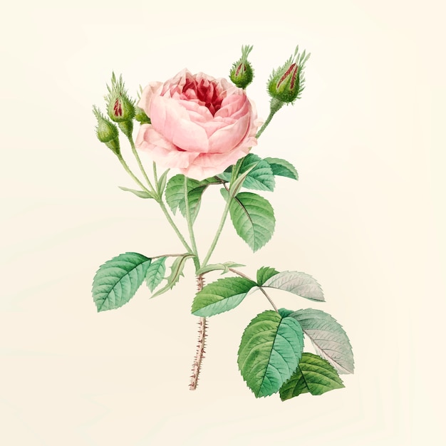 Bezpłatny wektor vintage ilustracji kwiatów