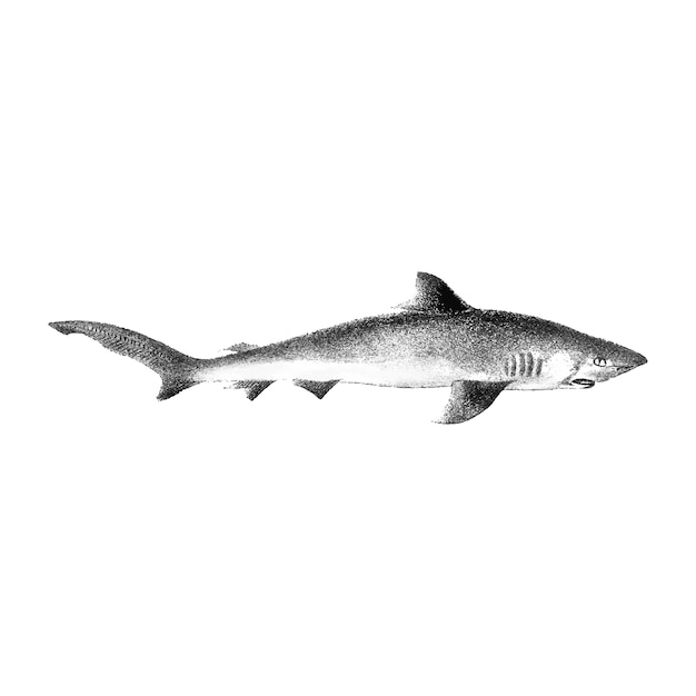 Vintage ilustracji rekina
