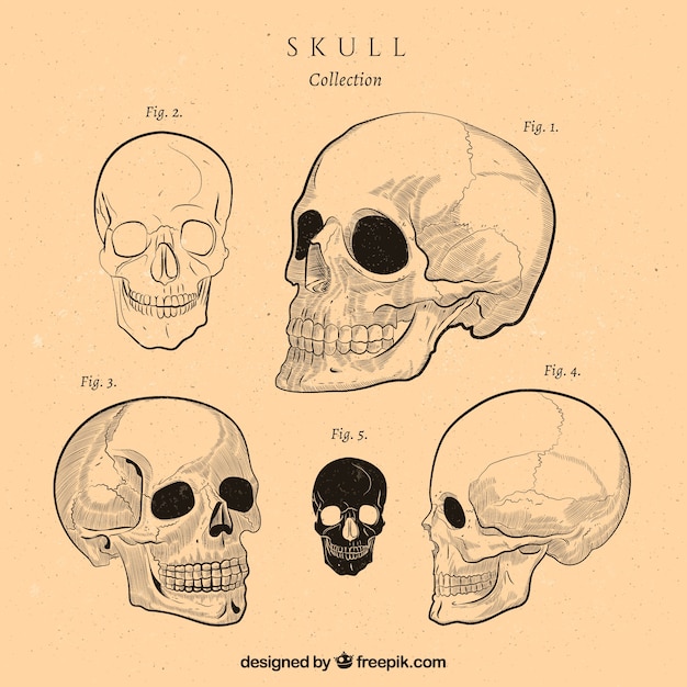 Bezpłatny wektor vintage kolekcja czaszek