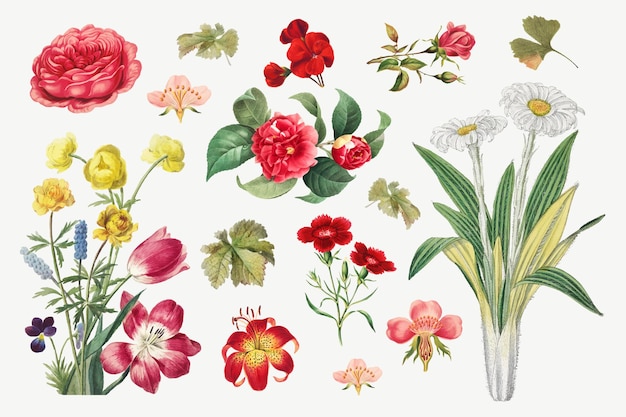 Vintage kwiat ilustracja botaniczna wektor zestaw