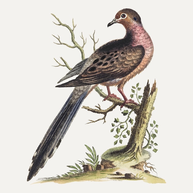 Vintage naklejka z ptakiem, wektor ilustracji zwierząt, zremiksowana z dzieł George'a Edwardsa