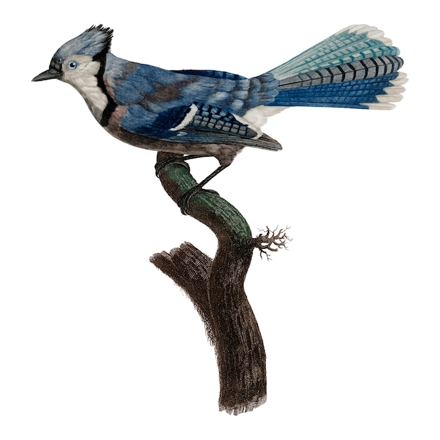 Bezpłatny wektor vintage ptak ilustracja