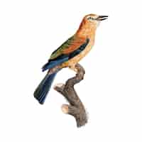 Bezpłatny wektor vintage ptak ilustracja