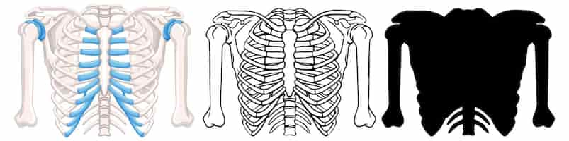 Bezpłatny wektor wariacje ilustracji wektorów klatki piersiowej człowieka