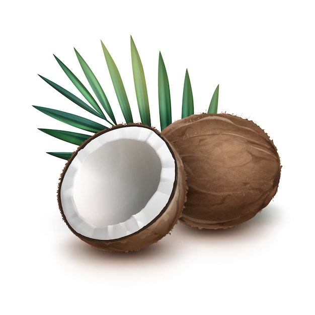 Bezpłatny wektor wektor brązowy cały i pół kokos z zielonych liści palmowych na białym tle