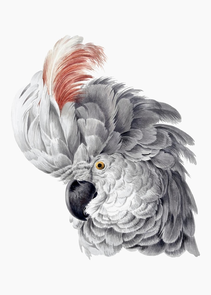 Bezpłatny plik Wektor wektor ilustracji kakadu, zremiksowany z dzieł aert schouman