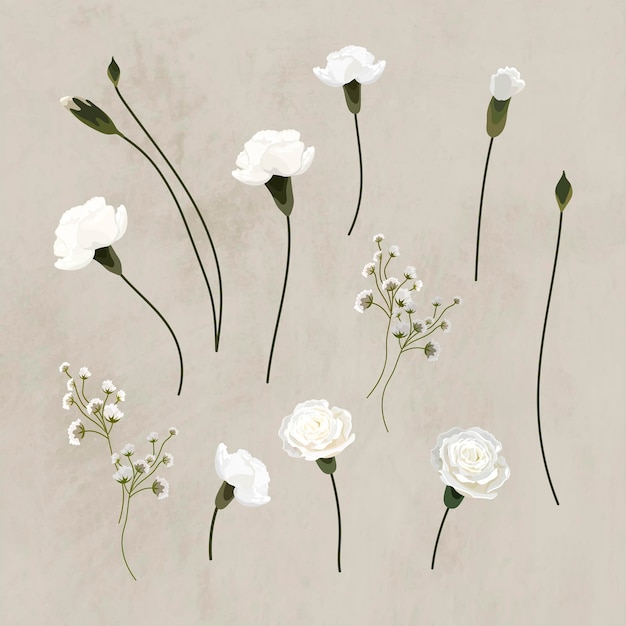 Bezpłatny wektor wektor kolekcji kwitnących białych goździków