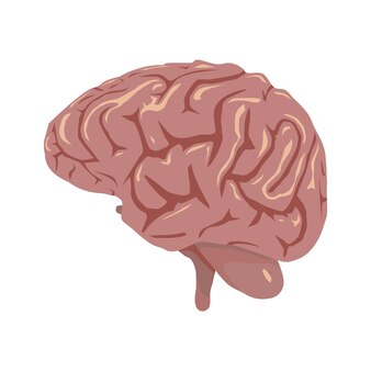 Wektor mózgu ludzkie narządy cyfrowy projekt graficzny ilustracja 2d hd