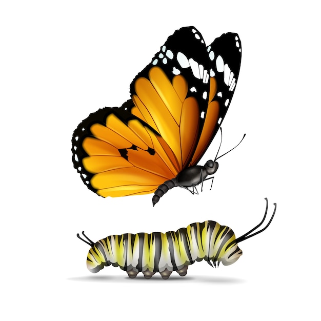 Bezpłatny wektor wektor realistyczny zwykły tygrys lub afrykański monarcha motyl i gąsienica z bliska widok z boku na białym tle