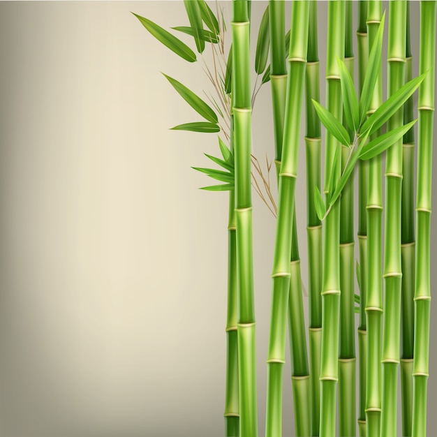 Wektor zielony bambus łodygi i liście na białym tle na beżowym tle z miejsca na kopię