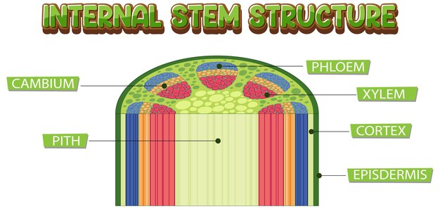 Bezpłatny wektor wewnętrzna struktura diagramu macierzystego