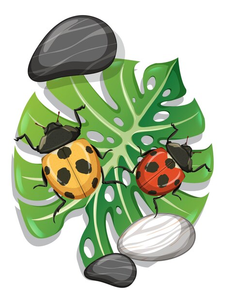 Widok z góry biedronki na liściu monstera na białym tle