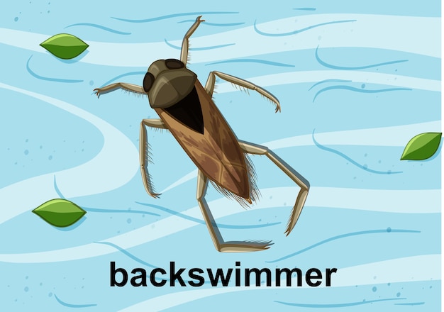 Widok z góry na backswimmer na wodzie