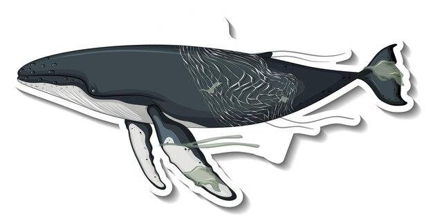 Wieloryb utknął w plastikowej siatce na białym tle