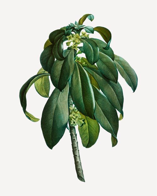 Wilczomlecz Spurge Laurel