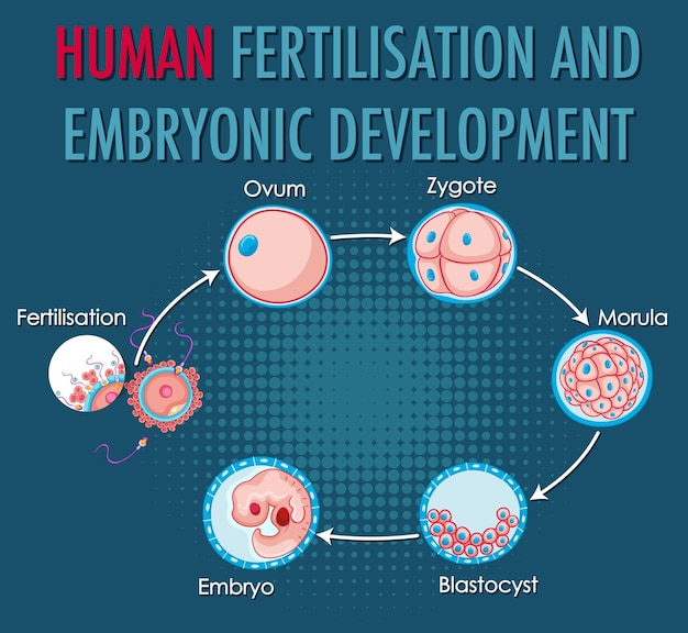 Bezpłatny wektor zapłodnienie człowieka i rozwój embrionalny w ludzkiej infografie