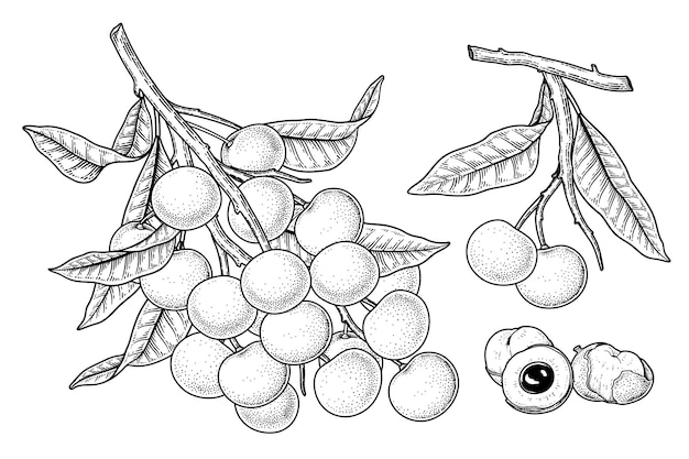 Bezpłatny wektor zbiór owoców dimocarpus longan ręcznie rysowane elementy ilustracji botanicznych