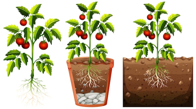 Bezpłatny wektor zbiór pomidorów roślin z korzeniami na białym tle