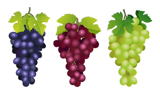 Zbiór różnych świeżych ilustracji czerwonych fioletowych i zielonych winogron na białym tle