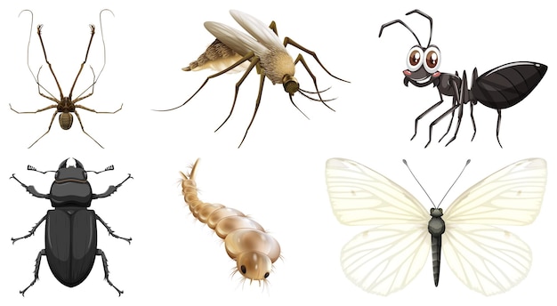 Bezpłatny wektor zbiór różnych wektorów owadów