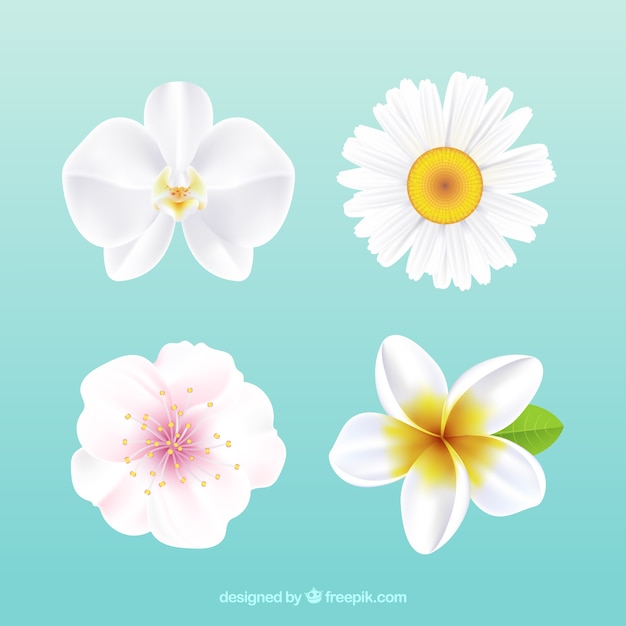 Zestaw białych kwiatów w realistycznym stylu