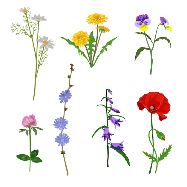 Zestaw ilustracji kwiatów polnych. Zbiór kwiatów łąkowych, żółty mniszek lekarski, Echinacea, stokrotki lub rumianki, maki, dzwonki na białym tle