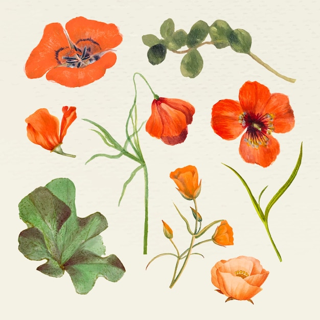 Bezpłatny wektor zestaw ilustracji z nazwą kwiatu letniego w stylu vintage, zremiksowany z dzieł z domeny publicznej public