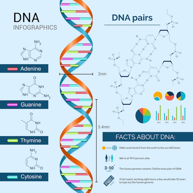 Bezpłatny wektor zestaw infografiki dna