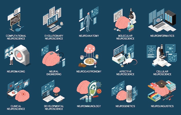 Zestaw Izometryczny Neuronauki Z Neurogastronomią Neuroinformatyka Inżynieria Neuronowa Neuroanatomia Neuroobrazowanie Na Białym Tle Na Kolor Tła 3d Ilustracji Wektorowych