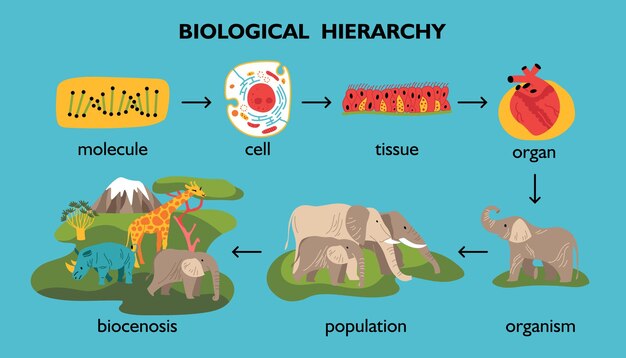 Zestaw kolorów hierarchii biologicznej izolowanych obrazów zwierząt i roślin ze strzałkami i edytowalnymi napisami tekstowymi ilustracji wektorowych