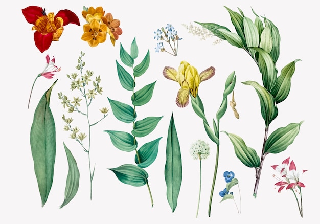 Zestaw kwiatów i ilustracji roślin