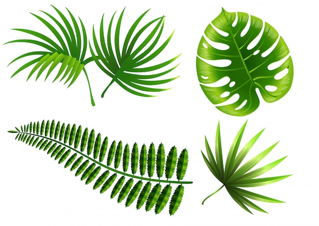 Zestaw liści roślin tropikalnych. Monstera, paproć, palma, juka.