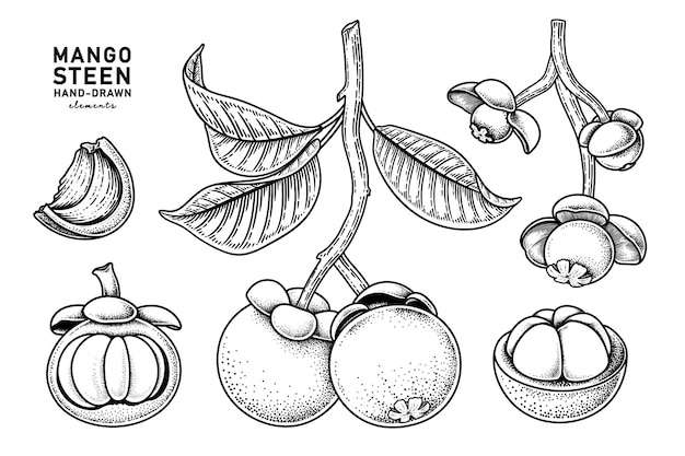Zestaw Owoców Mangostanu Ręcznie Rysowane Elementy Ilustracji Botanicznych