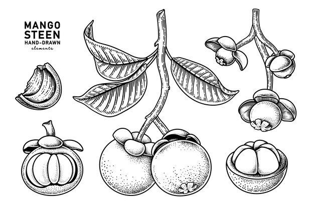 Zestaw owoców mangostanu ręcznie rysowane elementy ilustracji botanicznych