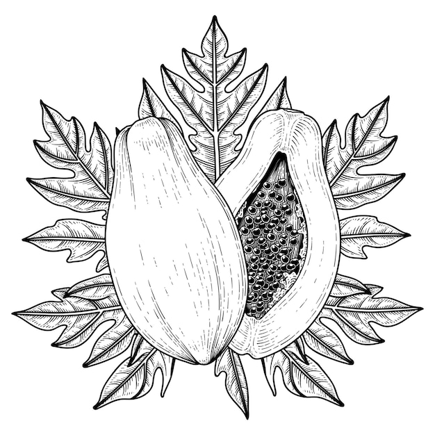 Bezpłatny wektor zestaw owoców papai ręcznie rysowane elementy ilustracji botanicznych