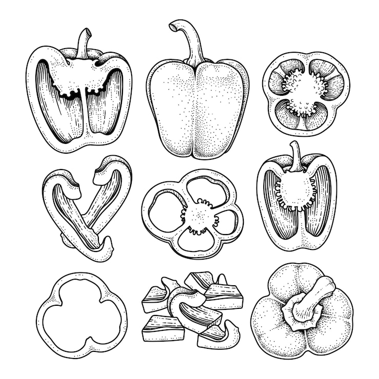 Bezpłatny plik Wektor zestaw papryki ręcznie rysowane elementy ilustracji botanicznych