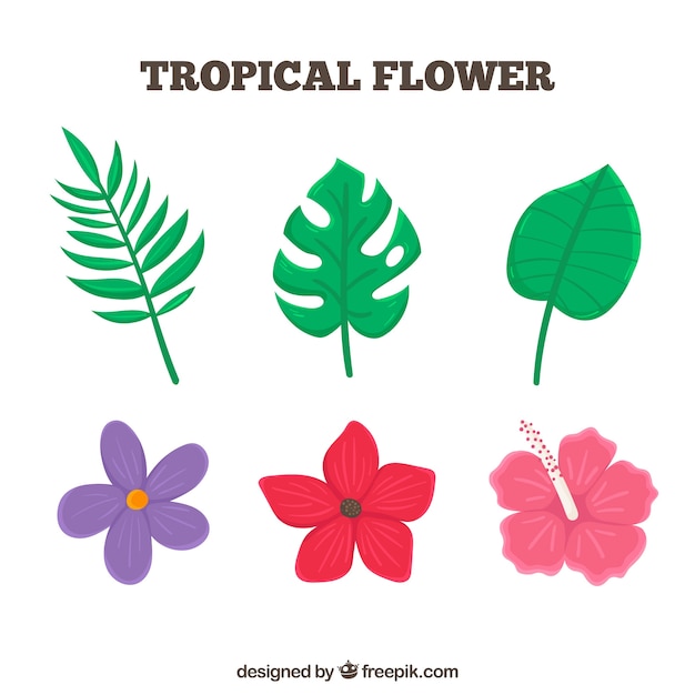 Zestaw Pięknych Kwiatów Tropikalnych